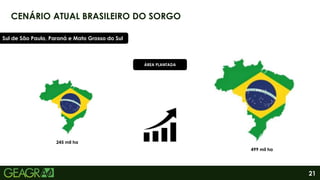 21
CENÁRIO ATUAL BRASILEIRO DO SORGO
Sul de São Paulo, Paraná e Mato Grosso do Sul
245 mil ha
499 mil ha
ÁREA PLANTADA
 