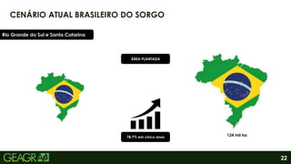 22
CENÁRIO ATUAL BRASILEIRO DO SORGO
Rio Grande do Sul e Santa Catarina
78,7% em cinco anos 124 mil ha
ÁREA PLANTADA
 