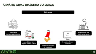 24
CENÁRIO ATUAL BRASILEIRO DO SORGO
Combustível,
transporte e logística
Entraves
Agrotóxicos sem
registro para a cultura
Perdas no processo
de transporte
Investimento em
pesquisa
Investimento em
fábricas de ração
 