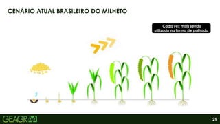 25
CENÁRIO ATUAL BRASILEIRO DO MILHETO
Cada vez mais sendo
utilizado na forma de palhada
 