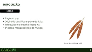 3
• Sorghum spp;
• Originário da África e parte da Ásia;
• Introduzido no Brasil no século XX;
• 5º cereal mais produzido do mundo.
INTRODUÇÃO
SORGO
Fonte: Adobe Stock, 2022.
 