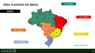 6
ÁREA PLANTADA NO BRASIL
545,3 mil ha
67,3 mil ha
197,7 mil ha
246,9 mil ha
15,1 mil ha
Fonte: Conab, 2022.
SORGO
 