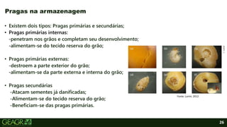 26
• Existem dois tipos: Pragas primárias e secundárias;
• Pragas primárias internas:
-penetram nos grãos e completam seu desenvolvimento;
-alimentam-se do tecido reserva do grão;
• Pragas primárias externas:
-destroem a parte exterior do grão;
-alimentam-se da parte externa e interna do grão;
• Pragas secundárias
-Atacam sementes já danificadas;
-Alimentam-se do tecido reserva do grão;
-Beneficiam-se das pragas primárias.
Pragas na armazenagem
Fonte: Lorini, 2012.
 