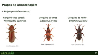 27
• Pragas primárias internas;
Gorgulho-dos-cereais Gorgulho do arroz Gorgulho do milho
Rhyzopertha dominica Sitophilus oryzae Sitophilus zeamais
Pragas na armazenagem
Fonte: Coleopteras, 2017.
Fonte: Coleopteras, 2017. Fonte: Coleopteras, 2017.
 