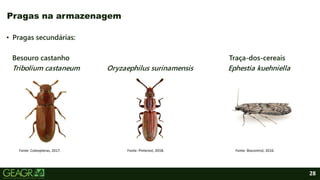 28
• Pragas secundárias:
Besouro castanho Traça-dos-cereais
Tribolium castaneum Oryzaephilus surinamensis Ephestia kuehniella
Pragas na armazenagem
Fonte: Coleopteras, 2017. Fonte: Pinterest, 2018. Fonte: Biocontrol, 2016.
 
