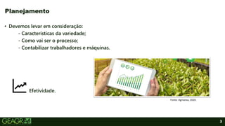 3
• Devemos levar em consideração:
- Características da variedade;
- Como vai ser o processo;
- Contabilizar trabalhadores e máquinas.
Efetividade.
Planejamento
Fonte: Agriseiva, 2020.
 