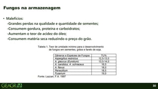 30
• Malefícios:
-Grandes perdas na qualidade e quantidade de sementes;
-Consumem gordura, proteína e carboidratos;
-Aumentam o teor de acidez do óleo;
-Consumem matéria seca reduzindo o preço do grão.
Fungos na armazenagem
 