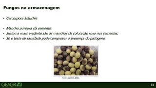 31
• Cercospora kikuchii;
• Mancha púrpura da semente;
• Sintoma mais evidente são as manchas de coloração roxa nas sementes;
• Só o teste de sanidade pode comprovar a presença do patógeno;
Fungos na armazenagem
Fonte: Agrolink, 2021.
 