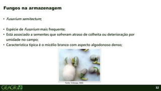 32
• Fusarium semitectum;
• Espécie de Fusarium mais frequente;
• Está associado a sementes que sofreram atraso de colheita ou deterioração por
umidade no campo;
• Característica típica é o micélio branco com aspecto algodonoso denso;
Fungos na armazenagem
Fonte: Embrapa, 2005.
 