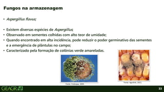 33
• Aspergillus flavus;
• Existem diversas espécies de Aspergillus;
• Observado em sementes colhidas com alto teor de umidade;
• Quando encontrado em alta incidência, pode reduzir o poder germinativo das sementes
e a emergência de plântulas no campo;
• Caracterizado pela formação de colônias verde amareladas.
Fungos na armazenagem
Fonte: Embrapa, 2005.
Fonte: Agrolink, 2021.
 