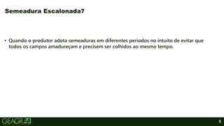 5
• Quando o produtor adota semeaduras em diferentes períodos no intuito de evitar que
todos os campos amadureçam e precisem ser colhidos ao mesmo tempo.
Semeadura Escalonada?
 