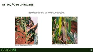 10
OBTENÇÃO DE LINHAGENS
Fonte: Zancanaro, 2013.
Realização da auto fecundação.
Fonte: Zancanaro, 2013.
 