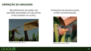 11
OBTENÇÃO DE LINHAGENS
Fonte: Zancanaro, 2013.
Fonte: Zancanaro, 2013.
Recolhimento do pólen do
pendão (recolhido um dia antes
e fecundado no outro).
Proteção da boneca para
evitar contaminação.
 