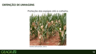 12
OBTENÇÃO DE LINHAGENS
Fonte: Zancanaro, 2013.
Proteção das espigas até a colheita.
 