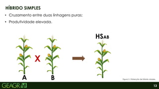 13
HÍBRIDO SIMPLES
A B
HSAB
• Cruzamento entre duas linhagens puras;
• Produtividade elevada.
X
Figura 2. Obtenção de híbrido simples.
 