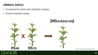 14
HÍBRIDO DUPLO
HSAB HSCD
X
• Cruzamento entre dois híbridos simples;
• Produtividade média.
[HD(AxB)x(CxD)]
Figura 3. Obtenção de híbrido duplo.
 