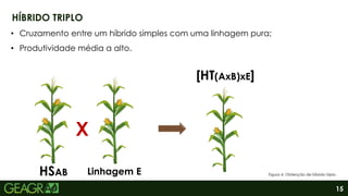 15
HÍBRIDO TRIPLO
HSAB Linhagem E
X
• Cruzamento entre um híbrido simples com uma linhagem pura;
• Produtividade média a alto.
[HT(AxB)xE]
Figura 4. Obtenção de híbrido triplo.
 