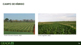 16
CAMPO DE HÍBRIDO
Fonte: Agrolink, 2023.
Fonte: Governo Paraná, 2007.
 