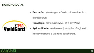 24
• Descrição: primeira geração de milho resistente a
lepidópteros;
• Tecnologia: proteínas Cry1A.105 e Cry2Ab2;
• Aplicabilidade: resistente a Spodoptera frugiperda,
Helicoverpa zea e Diatraea saccharalis.
BIOTECNOLOGIAS
 