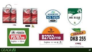 29
Figura 6. Cultivares de milho.
 