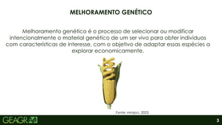 3
Melhoramento genético é o processo de selecionar ou modificar
intencionalmente o material genético de um ser vivo para obter indivíduos
com características de interesse, com o objetivo de adaptar essas espécies a
explorar economicamente.
Fonte: minipcr, 2023.
MELHORAMENTO GENÉTICO
 