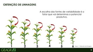 9
OBTENÇÃO DE LINHAGENS
1 2 3 4 5 6
A escolha das fontes de variabilidade é o
fator que vai determinas o potencial
produtivo.
Figura 1. Obtenção de linhagens.
 