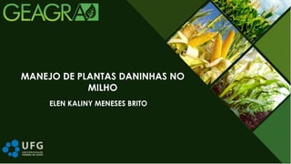 ELEN KALINY MENESES BRITO
MANEJO DE PLANTAS DANINHAS NO
MILHO
 