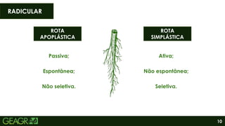 10
ROTA
APOPLÁSTICA
ROTA
SIMPLÁSTICA
RADICULAR
Passiva;
Espontânea;
Não seletiva.
Ativa;
Não espontânea;
Seletiva.
 
