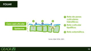 12
FOLIAR
Fonte: SQM VITAS, 2021.
Cera epicuticular
Epiderme
Rota de poros
cuticulares
hidrofílicos;
Rota cuticular
lipofílica;
Rota estomática.
 