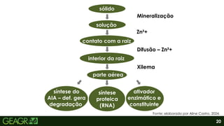 20
sólido
solução
contato com a raiz
interior da raiz
parte aérea
síntese do
AIA – def. gera
degradação
síntese
proteica
(RNA)
ativador
enzimático e
constituinte
Zn²+
Mineralização
Difusão – Zn²+
Xilema
Fonte: elaborado por Aline Castro, 2024.
 