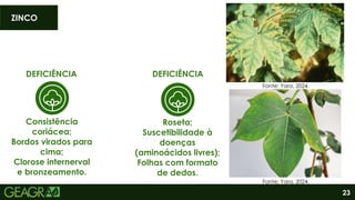 23
DEFICIÊNCIA
Consistência
coriácea;
Bordos virados para
cima;
Clorose internerval
e bronzeamento.
DEFICIÊNCIA
Roseta;
Suscetibilidade à
doenças
(aminoácidos livres);
Folhas com formato
de dedos.
Fonte: Yara, 2024.
ZINCO
Fonte: Yara, 2024.
 