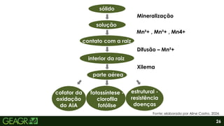 26
sólido
solução
contato com a raiz
interior da raiz
parte aérea
cofator da
oxidação
do AIA
fotossíntese -
clorofila
fotólise
estrutural -
resistência
doenças
Mn²+ , Mn³+ , Mn4+
Mineralização
Difusão – Mn²+
Xilema
Fonte: elaborado por Aline Castro, 2024.
 