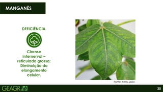 30
MANGANÊS
DEFICIÊNCIA
Clorose
internerval –
reticulado grosso;
Diminuição do
elongamento
celular.
Fonte: Yara, 2024.
 