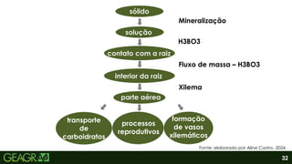 32
sólido
solução
contato com a raiz
interior da raiz
parte aérea
transporte
de
carboidratos
processos
reprodutivos
formação
de vasos
xilemáticos
H3BO3
Mineralização
Fluxo de massa – H3BO3
Xilema
Fonte: elaborado por Aline Castro, 2024.
 