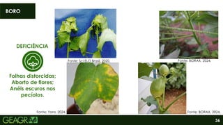 36
DEFICIÊNCIA
Folhas distorcidas;
Aborto de flores;
Anéis escuros nos
pecíolos.
BORO
Fonte: Sci ELO Brasil, 2020. Fonte: BORAX, 2024.
Fonte: BORAX, 2024.
Fonte: Yara, 2024.
 