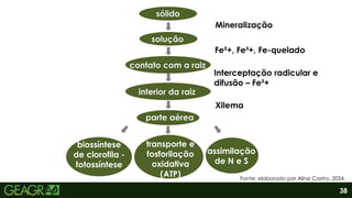 38
sólido
solução
contato com a raiz
interior da raiz
parte aérea
biossíntese
de clorofila -
fotossíntese
transporte e
fosforilação
oxidativa
(ATP)
assimilação
de N e S
Fe²+, Fe³+, Fe-quelado
Mineralização
Interceptação radicular e
difusão – Fe²+
Xilema
Fonte: elaborado por Aline Castro, 2024.
 