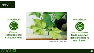 41
DEFICIÊNCIA
Clorose;
Reticulado fino;
“Branqueamento”.
DEFICIÊNCIA
Solos alcalinos
tendem a haver
deficiência de Fe
nas plantas.
FERRO
Fonte: Sci ELO Brasil, 2020.
 