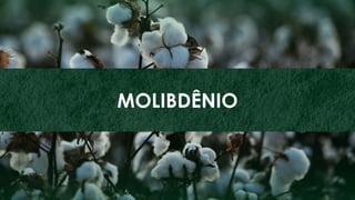 42
ZINCO
MOLIBDÊNIO
 