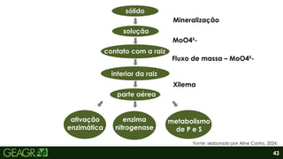 43
sólido
solução
contato com a raiz
interior da raiz
parte aérea
ativação
enzimática
enzima
nitrogenase
metabolismo
de P e S
MoO4²-
Mineralização
Fluxo de massa – MoO4²-
Xilema
Fonte: elaborado por Aline Castro, 2024.
 