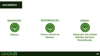 44
TRANSPORTE
Xilema.
REDISTRIBUIÇÃO
Pouco móvel no
floema.
Adsorção aos óxidos
hidratos de ferro;
Precipitação.
PERDAS
MOLIBDÊNIO
 