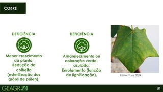51
DEFICIÊNCIA
Menor crescimento
da planta;
Redução da
colheita
(esterilização dos
grãos de pólen).
DEFICIÊNCIA
Amarelecimento ou
coloração verde-
azulada;
Enrolamento (função
de lignificação).
Raiz - 13 g/ha;
Vegetativo - 44 g/ha;
Reprodutivo – 43 g/ha;
Total - 2 g/ha.
NECESSIDADE
COBRE
Fonte: Yara, 2024.
 