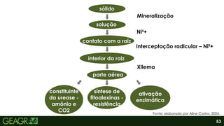 53
sólido
solução
contato com a raiz
interior da raiz
parte aérea
constituinte
da urease -
amônio e
CO2
síntese de
fitoalexinas -
resistência
ativação
enzimática
Ni²+
Mineralização
Interceptação radicular – Ni²+
Xilema
Fonte: elaborado por Aline Castro, 2024.
 
