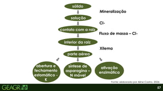 57
sólido
solução
contato com a raiz
interior da raiz
parte aérea
abertura e
fechamento
estomático -
K
síntese de
asparagina –
N móvel
ativação
enzimática
Cl-
Mineralização
Fluxo de massa – Cl-
Xilema
Fonte: elaborado por Aline Castro, 2024.
 