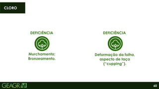 60
DEFICIÊNCIA
Murchamento;
Bronzeamento.
Deformação da folha,
aspecto de taça
(“cupping”).
DEFICIÊNCIA
CLORO
 