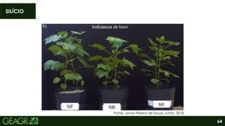 64
SILÍCIO
Fonte: Jonas Pereira de Sousa Júnior, 2018.
 