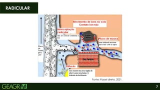 7
RADICULAR
Fonte: Passei direto, 2021.
 