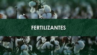 72
ZINCO
FERTILIZANTES
 