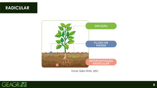 8
RADICULAR
Fonte: SQM VITAS, 2021.
 