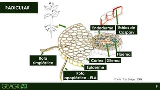 9
RADICULAR
Fonte: Taiz; Zeiger, 2004.
Rota
simplástica
Rota
apoplástica - ELA
Epiderme
Córtex Xilema
Floema
Endoderme Estrias de
Caspary
 