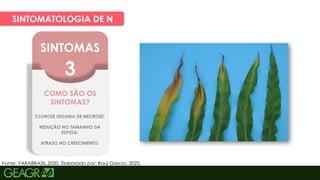 18
SINTOMATOLOGIA DE K
SINTOMAS
3
COMO SÃO OS
SINTOMAS?
CLOROSE SEGUIDA DE NECROSE;
REDUÇÃO NO TAMANHO DA
ESPIGA;
ATRASO NO CRESCIMENTO.
Fonte: YARABRASIL,2020. Elaborado por: Raul Garcia, 2025.
SINTOMATOLOGIA DE N
 